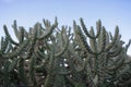 Green hedge - cactuses, cacti, cactus in nature