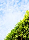 Green hedge diagonal, blue sky Royalty Free Stock Photo