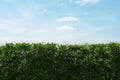 Green hedge fence with bright sky Royalty Free Stock Photo