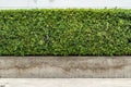 Green hedge fence Royalty Free Stock Photo