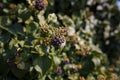 Green hedge, fence covered with climbing evergreen ivy plant. Natural texture background or backdrop. Gardening concept