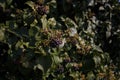 Green hedge, fence covered with climbing evergreen ivy plant. Natural texture background or backdrop. Gardening concept