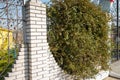 Green hedge, fence with evergreen climbing plant on brick wall. Flowers and plants