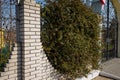 Green hedge, fence with evergreen climbing plant on brick wall. Flowers and plants