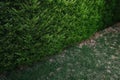 Green hedge fence with green grass floor Royalty Free Stock Photo