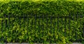 Green hedge fence Royalty Free Stock Photo