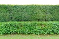 Green Hedge Fence or Green Leaves Wall