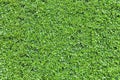 green hedge or green leaves wall. Green grass wall texture for backdrop design and eco wall and die-cut for artwork.Beautiful Gree Royalty Free Stock Photo