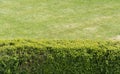 Green hedge and lawn Royalty Free Stock Photo