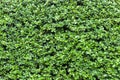 Green hedge or green leaves wall. Green grass wall texture for backdrop design and eco wall and die-cut for artwork.Beautiful Gree Royalty Free Stock Photo