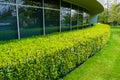 Green hedge and mowed lawn along office building wall Royalty Free Stock Photo