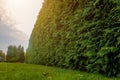 Green hedge in the park. Bush wall Royalty Free Stock Photo
