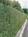 Hedge, recently cut