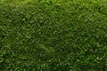 Green hedge shrubbery wall background Royalty Free Stock Photo