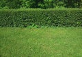Green hedge in summer city park background Royalty Free Stock Photo