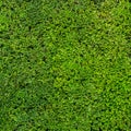 green hedge texture Royalty Free Stock Photo