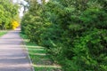 Green hedge of thuja trees alley in city park