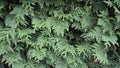 Green Hedge of Thuja Trees