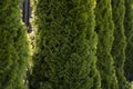 Green hedge of thuja trees. Closeup fresh green branches of thuja trees. Evergreen coniferous Tui tree. Nature Royalty Free Stock Photo