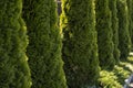 Green hedge of thuja trees. Closeup fresh green branches of thuja trees. Evergreen coniferous Tui tree. Nature Royalty Free Stock Photo