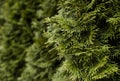 Green hedge of thuja trees. Closeup fresh green branches of thuja trees. Evergreen coniferous Tui tree. Nature Royalty Free Stock Photo