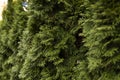 Green hedge of thuja trees. Closeup fresh green branches of thuja trees. Evergreen coniferous Tui tree. Nature Royalty Free Stock Photo