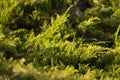 Green hedge of thuja trees. Closeup fresh green branches of thuja trees. Evergreen coniferous Tui tree. Nature Royalty Free Stock Photo