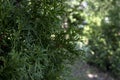 Green hedge of thuja trees. Closeup fresh green branches of thuja trees. Evergreen coniferous Tui tree Royalty Free Stock Photo