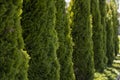 Green hedge of thuja trees. Closeup fresh green branches of thuja trees. Evergreen coniferous Tui tree. Nature Royalty Free Stock Photo