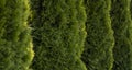 Green hedge of thuja trees. Closeup fresh green branches of thuja trees. Evergreen coniferous Tui tree. Nature Royalty Free Stock Photo