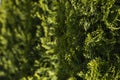 Green hedge of thuja trees. Closeup fresh green branches of thuja trees. Evergreen coniferous Tui tree. Nature Royalty Free Stock Photo