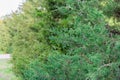 Green Hedge of Thuja Trees cypress or juniper . Bush green natural background. Leaves of pine tree close up Royalty Free Stock Photo