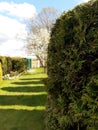 Green hedge of thuja trees