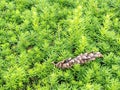 Green hedge of thuja trees. Green hedge of the tui tree Royalty Free Stock Photo