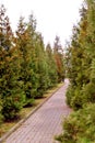 Green hedge of thuja trees lined along the alley .