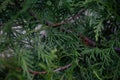 Green Hedge of Thuja Trees. Platycladus orientalis