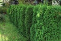 Green hedge of thuja trees. Green hedge of the tui tree. Cut thuja, nature, background Royalty Free Stock Photo