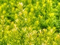 Green hedge of thuja trees. Green hedge of the tui tree Royalty Free Stock Photo