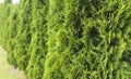 Green hedge of thuja trees. Green hedge of the tui tree. Nature, background. Royalty Free Stock Photo