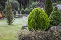 Green hedge of thuja trees. Green hedge of the tui tree. Nature, background. Royalty Free Stock Photo
