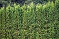 Green Hedge of Thuja Trees, Green hedge of the Tui tree, nature, background Royalty Free Stock Photo