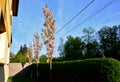 Green hedge trimmed in  garden lawn moving row trees wall tree trunk Royalty Free Stock Photo