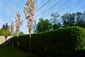 Green hedge trimmed in  garden lawn moving row trees wall tree trunk Royalty Free Stock Photo