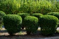 Green hedge trimmed in the garden yard lawn trees in row alley evergreen edge round Royalty Free Stock Photo