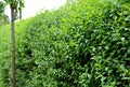 Green hedge trimmed in the garden yard lawn trees in row alley evergreen edge round Royalty Free Stock Photo