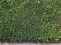 Green hedge of various plants for background or wallpaper image Royalty Free Stock Photo