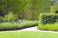 Green hedge wall, lavender in bloom, in an english landscaped garden