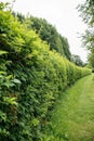 Green hedgerow background or texture Royalty Free Stock Photo