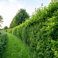 Green hedgerow background or texture Royalty Free Stock Photo