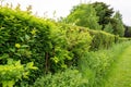 Green hedgerow background or texture Royalty Free Stock Photo